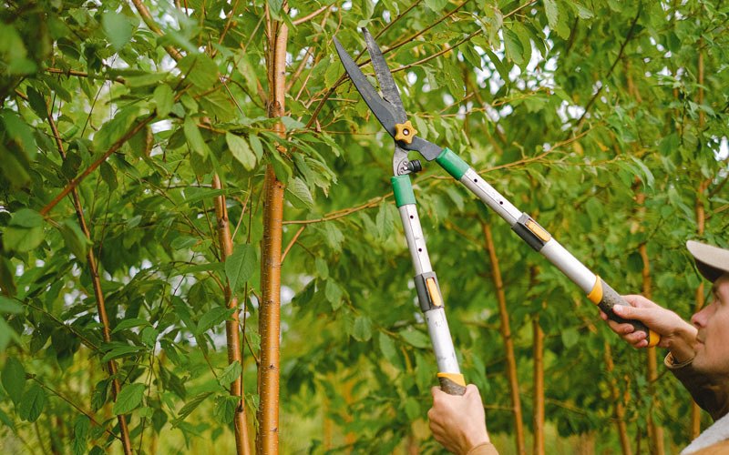 Tree trimming in Rio Grande, NJ
